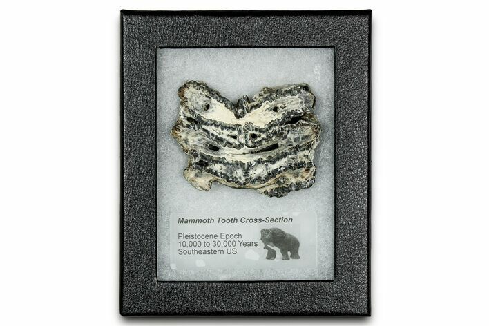 Mammoth Molar Slice With Case - South Carolina #335128